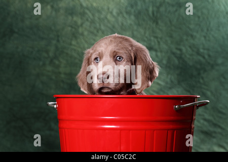 Weimaraner Welpe Stockfoto