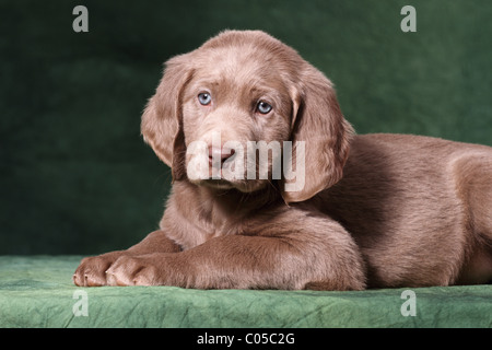 Weimaraner Welpe Stockfoto