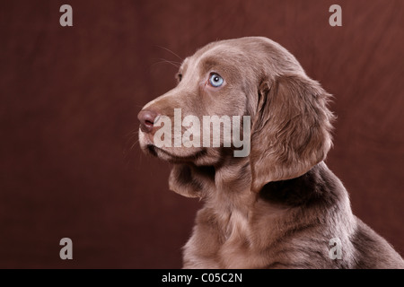 Weimaraner Welpe Stockfoto