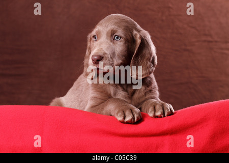 Weimaraner Welpe Stockfoto