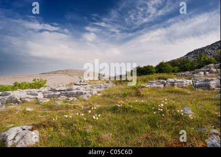 Blick Richtung Slieve Oughtmama von Abbey Hill, die Burren, Co Clare, Irland, mit weißen Burnet rose im Vordergrund Stockfoto