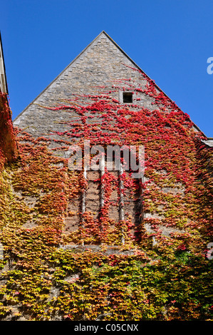 Japanische Schlingpflanze (Parthenocissus) an Fassade der Abtei Solesmes in Frankreich Stockfoto