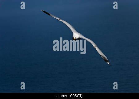 Silbermöwe (Larus Argentatus) im Flug über das Meer vor der Küste Cornwalls Stockfoto