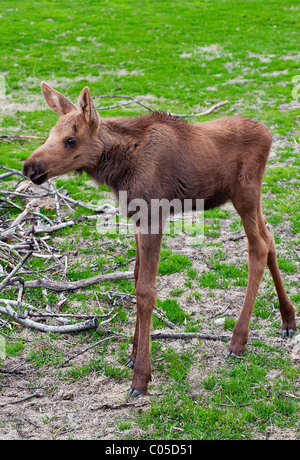 Junge Elche, Alaska, USA Stockfoto