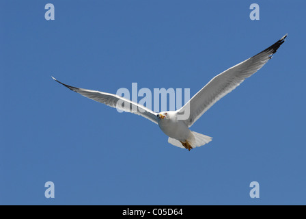 Möwe (Larus) während des Fluges auf blauen Himmelshintergrund Stockfoto