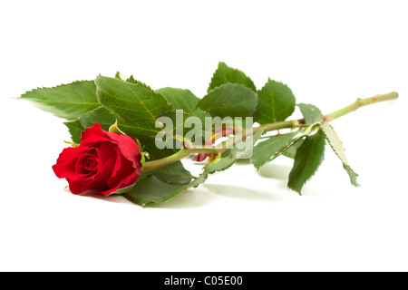 Lebendige Single Red Rose isoliert auf weißem Hintergrund. Stockfoto