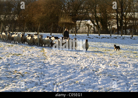 Eine Frau und ihr Border Collie Aufrundung Schafe im Schnee Stockfoto