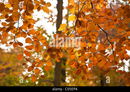 Detail der Rotbuche Baum im Savernake Wald in der Nähe von Marlborough Stockfoto