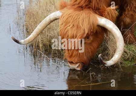 Ein Highland Cow Trinkwasser Stockfoto