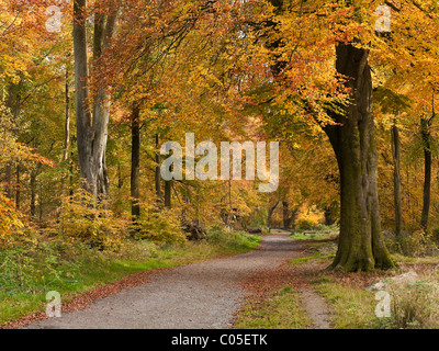 Weg durch Rotbuchen in Savernake Forest in der Nähe von Marlborough Stockfoto