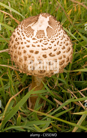 Macrolepiota Procera oder Parasol Pilz Stockfoto