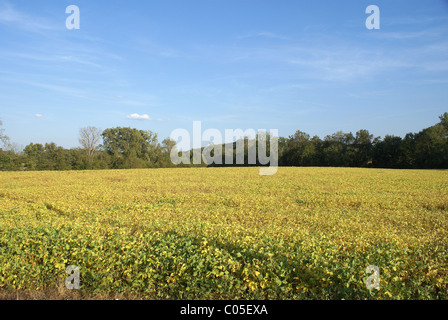 Soja-Feld in der Mitte des Sommers wachsen. Stockfoto