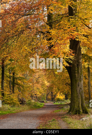 Weg durch Rotbuchen in Savernake Forest in der Nähe von Marlborough Stockfoto