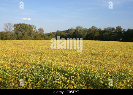 Soja-Feld in der Mitte des Sommers. Stockfoto