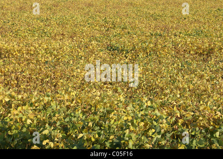 Soja-Feld in der Mitte des Sommers wachsen. Stockfoto