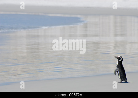 Magellan-Pinguin (Spheniscus Magellanicus) an einem Strand Volunteer Point East Falkland Island Stockfoto