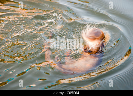 Eine europäische Otter (Lutra Lutra) schütteln Wasser aus seinen Kopf, am Lake Windermere, Lake District, Großbritannien. Stockfoto