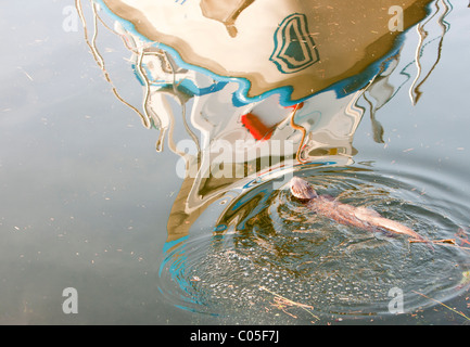 Eine europäische Otter (Lutra Lutra) am Lake Windermere, Lake District, UK, schwimmen durch die Reflexionen eines Bootes. Stockfoto