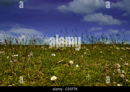 Ein Feld mit Tigerstatuen und ein blauer Himmel in Dovedale, Ashbourne, Peak District, Derbyshire, England, UK Stockfoto