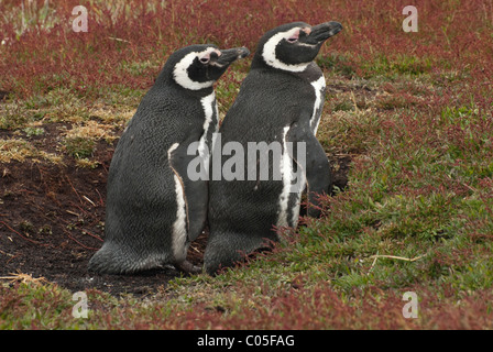 Magellanic Penguin paar (Spheniscus Magellanicus) am Eingang ihrer Höhle Sea Lion Insel Falkland-Inseln Stockfoto