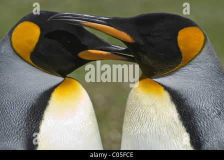 King Penguin (Aptenodytes Patagonicus) paar umwerben Volunteer Point East Falkland Island Stockfoto