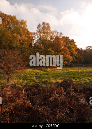 Lichtung im Savernake Wald in der Nähe von Marlborough Stockfoto