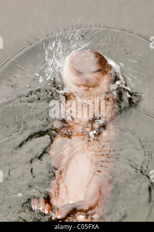 Eine europäische Otter (Lutra Lutra) am Lake Windermere, Lake District, UK, Wasser aus den Kopf schütteln, nach einem Tauchgang. Stockfoto