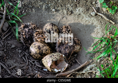 Nördlichen Kiebitz (Vanellus Vanellus) Küken schlüpfen unter den Eiern im Nest auf dem Boden Stockfoto