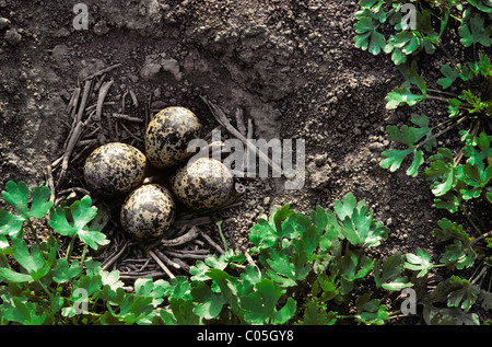 Nördlichen Kiebitz (Vanellus Vanellus) Eiern im Nest auf dem Boden Stockfoto