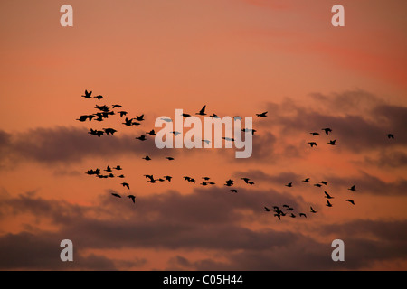 Ringelgänse (Branta Bernicla) strömen fliegen während der Migration bei Sonnenuntergang, Nationalpark Wattenmeer, Deutschland Stockfoto