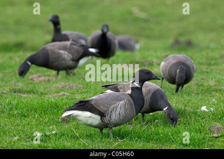 Ringelgänse (Branta Bernicla) auf Nahrungssuche in Grünland, Nationalpark Wattenmeer, Deutschland Stockfoto