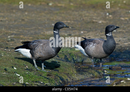 Ringelgänse (Branta Bernicla) in Salz-Sumpf, Nationalpark Wattenmeer, Deutschland Stockfoto