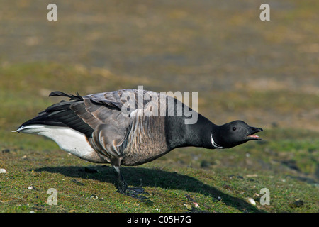 Brent Goose (Branta Bernicla) in Salz-Sumpf, Nationalpark Wattenmeer, Deutschland Stockfoto