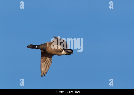 Brent Goose (Branta Bernicla) im Flug, Nationalpark Wattenmeer, Deutschland Stockfoto