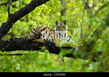 Jugendliche männliche Königstiger (ca. 15 Monate) ruht auf einem Baum. Bandhavgarh NP, Madhya Pradesh, Indien. Stockfoto