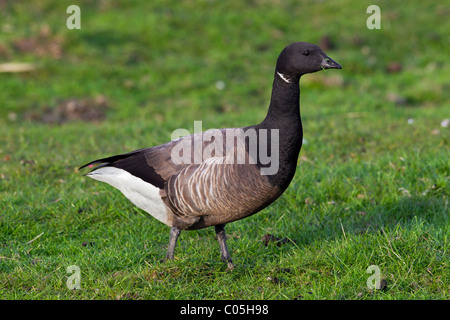 Brent Goose (Branta Bernicla) auf Nahrungssuche in Grünland, Nationalpark Wattenmeer, Deutschland Stockfoto