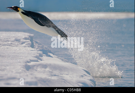 Kaiser-Pinguin springen aus dem Wasser am Eisrand, Snow Hill Island, Weddellmeer, Antarktis Stockfoto