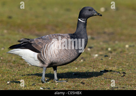 Brent Goose (Branta Bernicla) in Salz-Sumpf, Nationalpark Wattenmeer, Deutschland Stockfoto