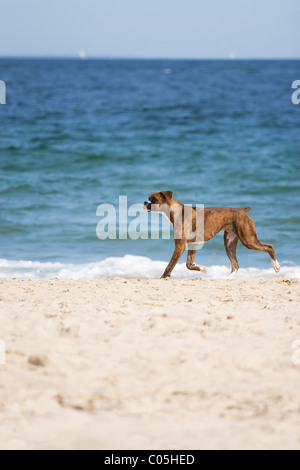 Eine niedliche reinrassige Boxer Hund am Strand mit genügend Bewegungsfreiheit Kopie ausgeführt. Stockfoto