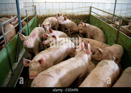 Hausschweine (Sus Scrofa Domestica) im Stift auf intensive Schweinezucht / Pigfarm, Deutschland Stockfoto