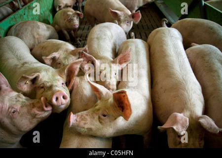 Hausschweine (Sus Scrofa Domestica) im Stift auf intensive Schweinezucht / Pigfarm, Deutschland Stockfoto