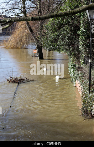 Zwei Schwäne in der Nähe von Greyfriars Fußgängerbrücke in Shrewsbury schlängeln sich entlang was in der Regel eine viel genutzte Fußweg in Richtung der Steinbruch ist. Stockfoto