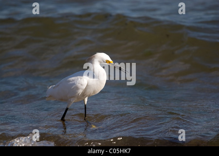 Ein junger Weißer Reiher Vogel am Strand entlang spazieren, als es für kleine Fische jagt. Stockfoto