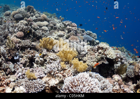 Das Bild zeigt das Rote Meer Korallenriff in der Nähe der Stadt von Dahab, Ägypten. Es gibt verschiedene Arten von Korallen und Fischen gibt. Stockfoto