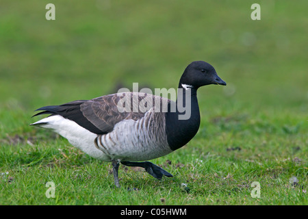 Blass-bellied Brent Goose (Branta Bernicla Hrota) auf Nahrungssuche in Grünland, Nationalpark Wattenmeer, Deutschland Stockfoto