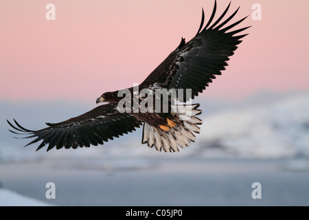 Seeadler im Winter Küstenlandschaft im Januar, Norwegen Stockfoto