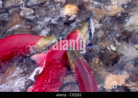 Sockeye Lachs (Oncorhynchus Nerka) angreifen und beißen von männlichen Fischen während Adams River Run, BC, Britisch-Kolumbien, Kanada Stockfoto