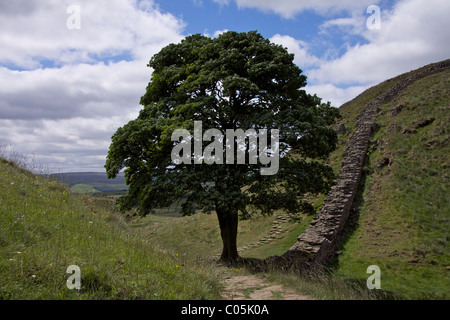Bergahorn Lücke am Hadrianswall auf der Suche nach Westen in der Nähe von Housesteads und zweimal gebraut, gemeinhin als "Robin Hood Baum" Stockfoto