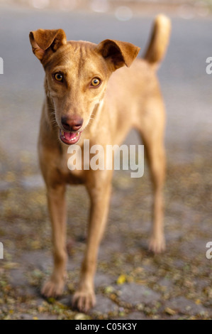 Hund stehen in einer Straße in Fort Cochin, Kerala, Indien Stockfoto