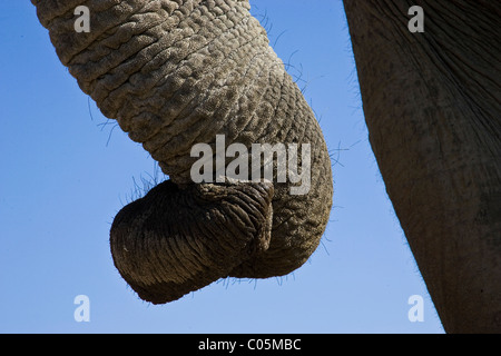Elefantenrüssel, Etosha Nationalpark, Namibia Stockfoto